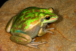 Green and Golden Bell Frog (Litoria aurea) Copyright Amphibian Research Centre.