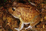 New Holland Frog (Cyclorana novaehollandiae) Copyright Julian Bentley. Photograph by Julian Bentley.