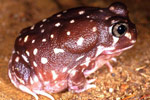 Western Spotted Frog (Heleioporus albopunctatus) Copyright Julian Bentley. Photograph by Julian Bentley.
