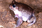 Giant Burrowing Frog (Heleioporus australiacus) Copyright Julian Bentley. Photograph by Julian Bentley.