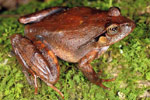 Fletcher's Frog (Lechriodus fletcheri) Copyright Julian Bentley. Photograph by Julian Bentley.