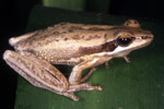 Slender Tree Frog (Litoria adelaidensis) Copyright Julian Bentley. Photograph by Julian Bentley.