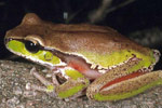 Blue Mountains Tree Frog (Litoria citropa) Copyright Julian Bentley. Photograph by Julian Bentley.