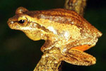 Jervis Bay Tree Frog (Litoria jervisiensis) Copyright Julian Bentley. Photograph by Julian Bentley.