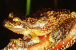 Littlejohn's Tree Frog (Litoria littlejohni) Copyright Julian Bentley. Photograph by Julian Bentley.