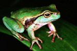 Leaf Green Tree Frog (Litoria nudidigita) Copyright Julian Bentley. Photograph by Julian Bentley.
