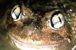 Humming Frog (Neobatrachus pelobatoides) Copyright Julian Bentley. Photograph by Julian Bentley.