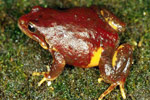 Mountain Frog (Philoria kundagungan) Copyright Julian Bentley. Photograph by Julian Bentley.