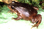 Loveridge's Frog (Philoria loveridgei) Copyright Julian Bentley. Photograph by Julian Bentley.