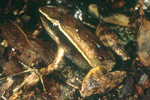 Sharp-snouted Torrent Frog (Taudactylus acutirostris) Copyright Julian Bentley. Photograph by Julian Bentley.