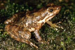 Eungella Torrent Frog (Taudactylus eungellensis) Copyright Julian Bentley. Photograph by Julian Bentley.