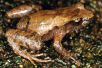 Liem's Frog (Taudactylus liemi) Copyright Julian Bentley. Photograph by Julian Bentley.