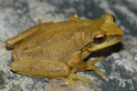 Whirring Tree Frog (Litoria revelata) Copyright Scott Eipper. Photograph by Scott Eipper.