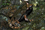 Kroombit Tinker Frog (Taudactylus pleione) Copyright Scott Eipper. Photograph by Scott Eipper.