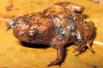 A male Pouched Frog (Assa darlingtoni), showing a metamorph emerging from the "hip pocket". Copyright Evan Pickett. Photograph by Evan Pickett.