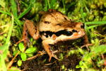 Red-groined Froglet (Paracrinia haswelli) Copyright Amphibian Research Centre.