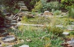 The 2002 FGOTY award winning garden of Peter Hohaus. Copyright Amphibian Research Centre. Photograph by Peter Hohaus.