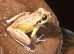 Lesueur's Tree Frog (Litoria lesueuri) Copyright Wildlife Profiles. Photograph by Peter Robertson.