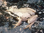 Verreaux's Tree Frog (Litoria verreauxi) Copyright Wildlife Profiles. Photograph by Peter Robertson.