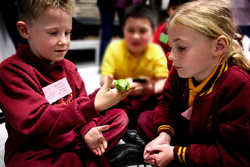 Get hands-on with the inhabitants of the Amphibian Research Centre. Copyright Amphibian Research Centre.