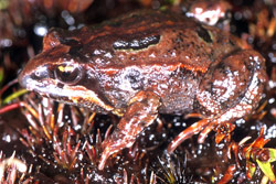 Moss Froglet (Crinia nimbus) Copyright Julian Bentley. Photograph by Julian Bentley.