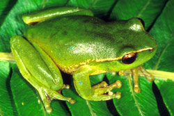 Green Stream Frog (Litoria phyllochroa) Copyright Julian Bentley. Photograph by Julian Bentley.