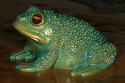 Tiddalik statue Copyright Amphibian Research Centre.