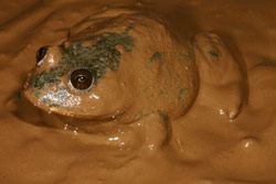 Water-holding Frog (Cyclorana platycephala) Copyright Amphibian Research Centre.