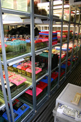 For maximum storage, these shelves are a "compactus" design similar to those used in archives. The shelves (and plumbing and lighting) slide individually along the container so that an aisle can be created between any two shelves (one aisle at a time). Copyright Amphibian Research Centre. Photograph by Gerry Marantelli.