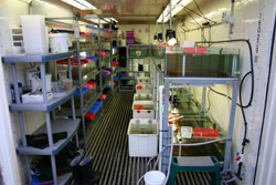 One of the containers used for raising Corroboree Frogs (Pseudophryne corroboree) - tadpoles are grown along the right wall, and frogs are kept in the colourful containers on the left. Copyright Amphibian Research Centre. Photograph by Gerry Marantelli.