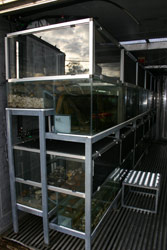 A container built for the Spotted Tree Frog (Litoria spenceri) program. L. spenceri requires simulated "rocky rivers" for breeding. Copyright Amphibian Research Centre. Photograph by Gerry Marantelli.