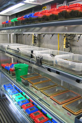 Detail of laboratory container built at ARC. Note the lighting for each shelf and the plumbing for each container. Copyright Amphibian Research Centre. Photograph by Gerry Marantelli.