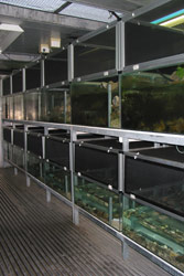 Spotted Tree Frog (Litoria spenceri) breeding enclosures. Copyright Amphibian Research Centre. Photograph by Gerry Marantelli.