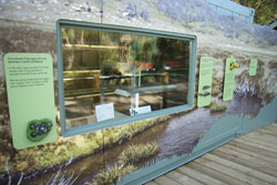 Visitor's to Sydney's Taronga Zoo are able to see the Corroboree Frogs safe inside their quarantined laboratory. Copyright Amphibian Research Centre. Photograph by Gerry Marantelli.