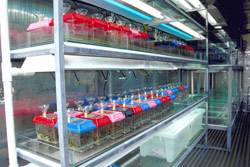 The small black hoses are on a timer-controlled system to provide rain to each enclosure. The plastic funnels shown are used for dropping food (crickets) into the enclosures. Copyright Amphibian Research Centre. Photograph by Gerry Marantelli.