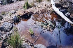 The Serendip pond has overflow protection to avoid flooding the nearby trail. Can you see it? Copyright Amphibian Research Centre. Photograph by Michael Helman.