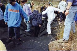 A pond liner can help hold water during dry times. Copyright Amphibian Research Centre. Photograph by Michael Helman.