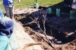 Dead branches are to be placed into the pond at Pearcedale. It will provide places to hide for tadpole and breeding frogs. Copyright Amphibian Research Centre.