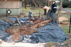 Cover the liner in soil and rocks to provide planting spaces. Copyright Amphibian Research Centre.