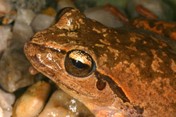 Lesueur's Tree Frog (Litoria lesueuri) Copyright Amphibian Research Centre.