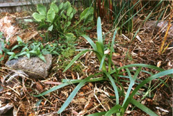 A section of Lars's bog showing species of Alisma, Persicaria, Crassula, Schoenoplectus, and Triglochin (in emergent form). Copyright Lawrence Fields. Photograph by Lawrence Fields.
