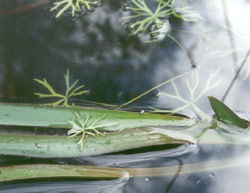 Species of Ranunculus and Triglochin (immersed form) on the surface of the water in Lars's wetland. Copyright Lawrence Fields. Photograph by Lawrence Fields.