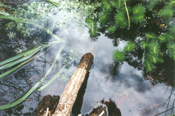 Water surface of Lars's phytoremediation wetland showing species of Triglochin (immersed form), Ranunculus, and Myriophyllum. Copyright Lawrence Fields. Photograph by Lawrence Fields.
