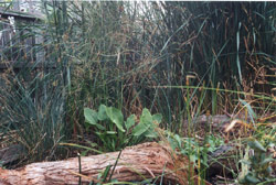 The bog portion of Lars's phytoremediation wetland. While Lars heartily recommends native plants, you may find some introduced species in this photograph. Copyright Lawrence Fields. Photograph by Lawrence Fields.