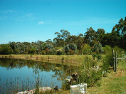 Brentan's pond provides water for the property as well as being a haven for frogs. Copyright Amphibian Research Centre. Photograph by Brentan Doeven.