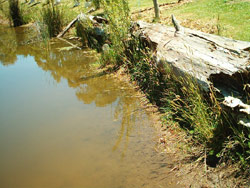 Fallen timber placed at the edge of the pond provide shelter for frogs. Copyright Amphibian Research Centre. Photograph by Brentan Doeven.