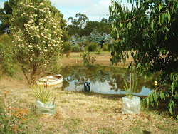 This multi-purpose pond is even used for a spot of recreational boating. Copyright Amphibian Research Centre. Photograph by Brentan Doeven.
