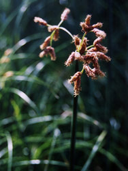 This spikerush is one of the plants chosen by Lars as suitable for his greywater wetland. Copyright Lawrence Fields. Photograph by Lawrence Fields.