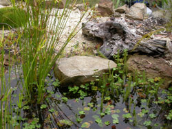 There's plenty of hiding places here. Copyright Amphibian Research Centre. Photograph by Josh Hilton.