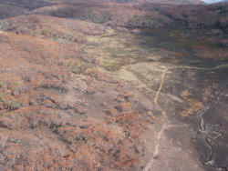 Gerry Marantelli visited Kosciuszko National Park to inspect the damage caused by the summer bushfires. Copyright Amphibian Research Centre. Photograph by Gerry Marantelli.
